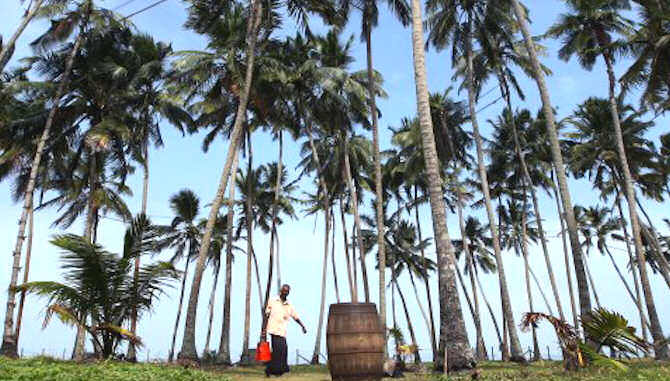 coconut trees