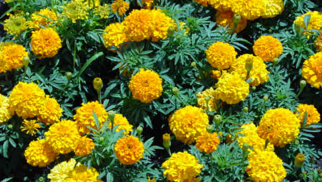 marigold