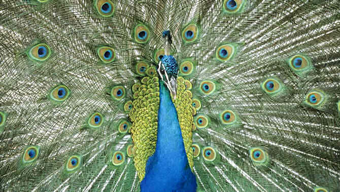 peacock