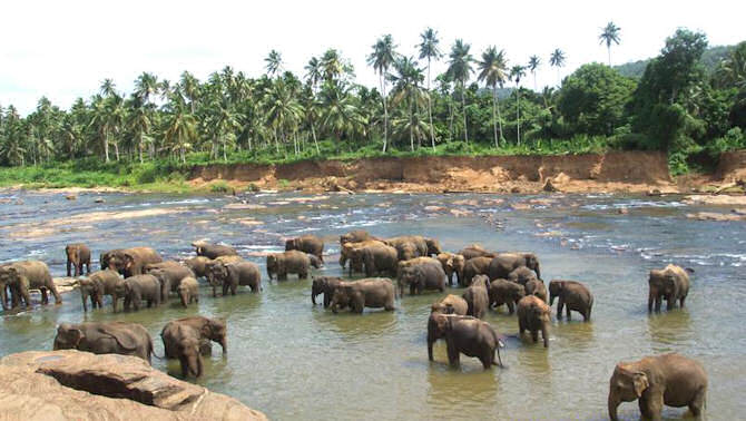 elephants