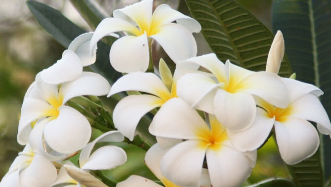 frangipani