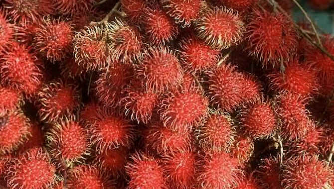 rambutan